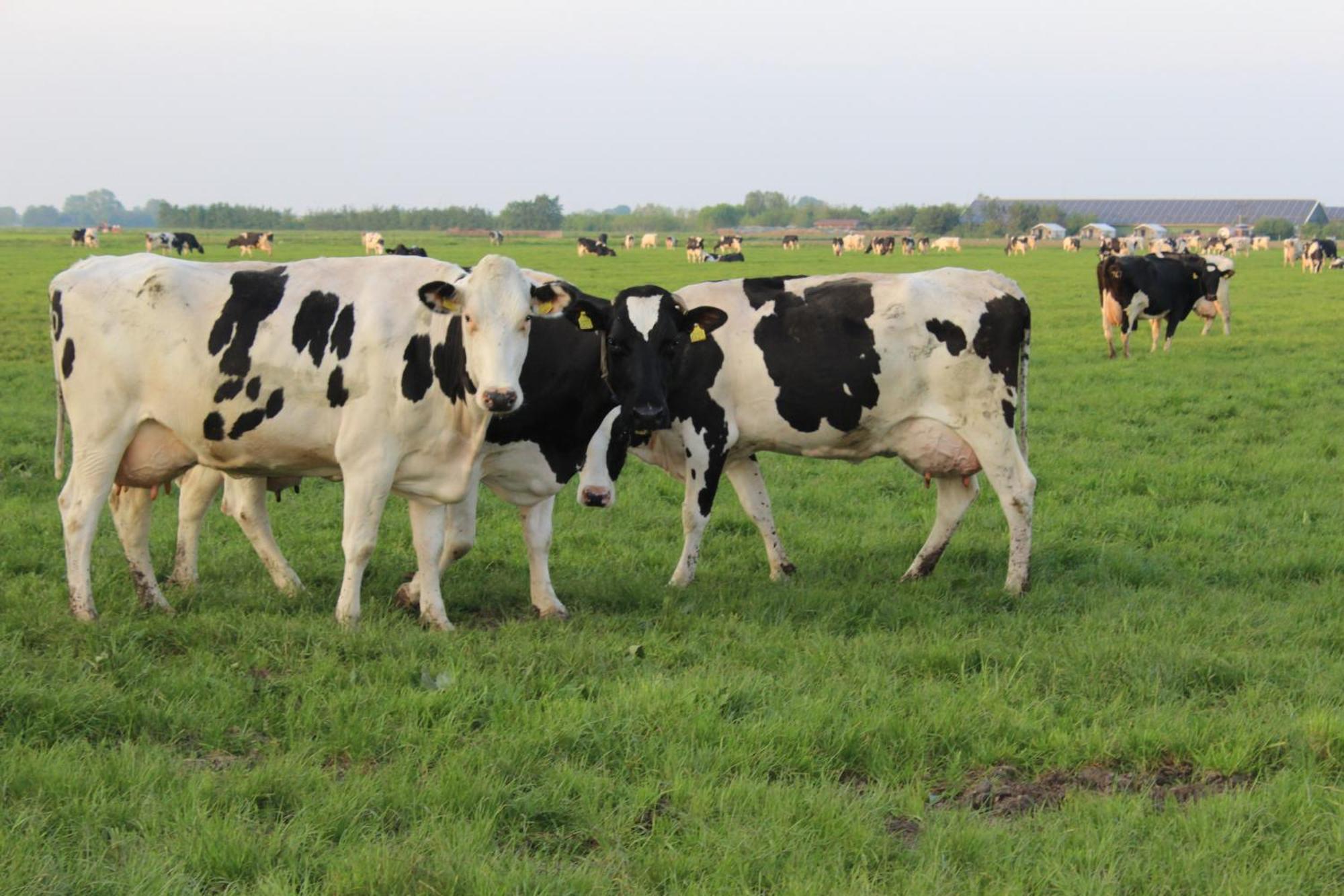 Boerderij Camping Nixhoeve Genderen Exterior foto